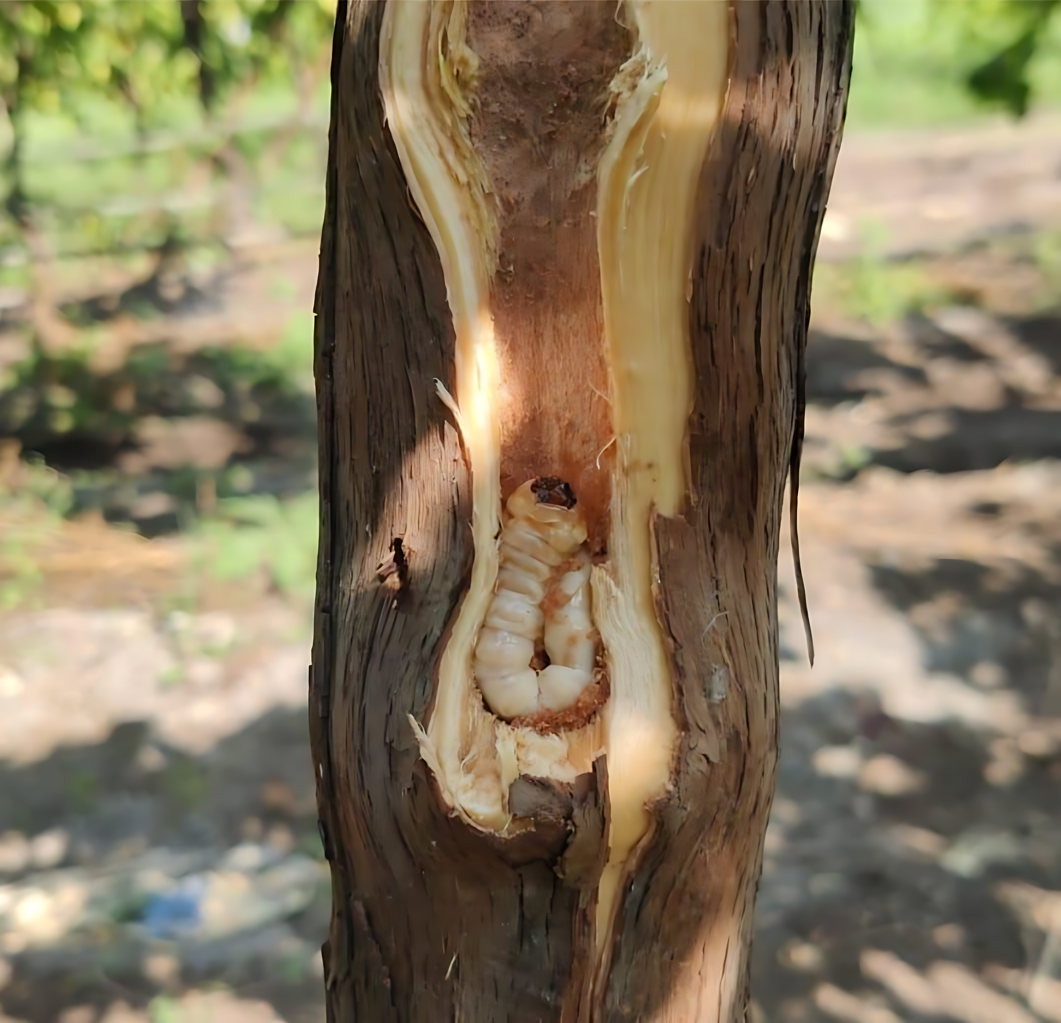 Stem Borer Detection